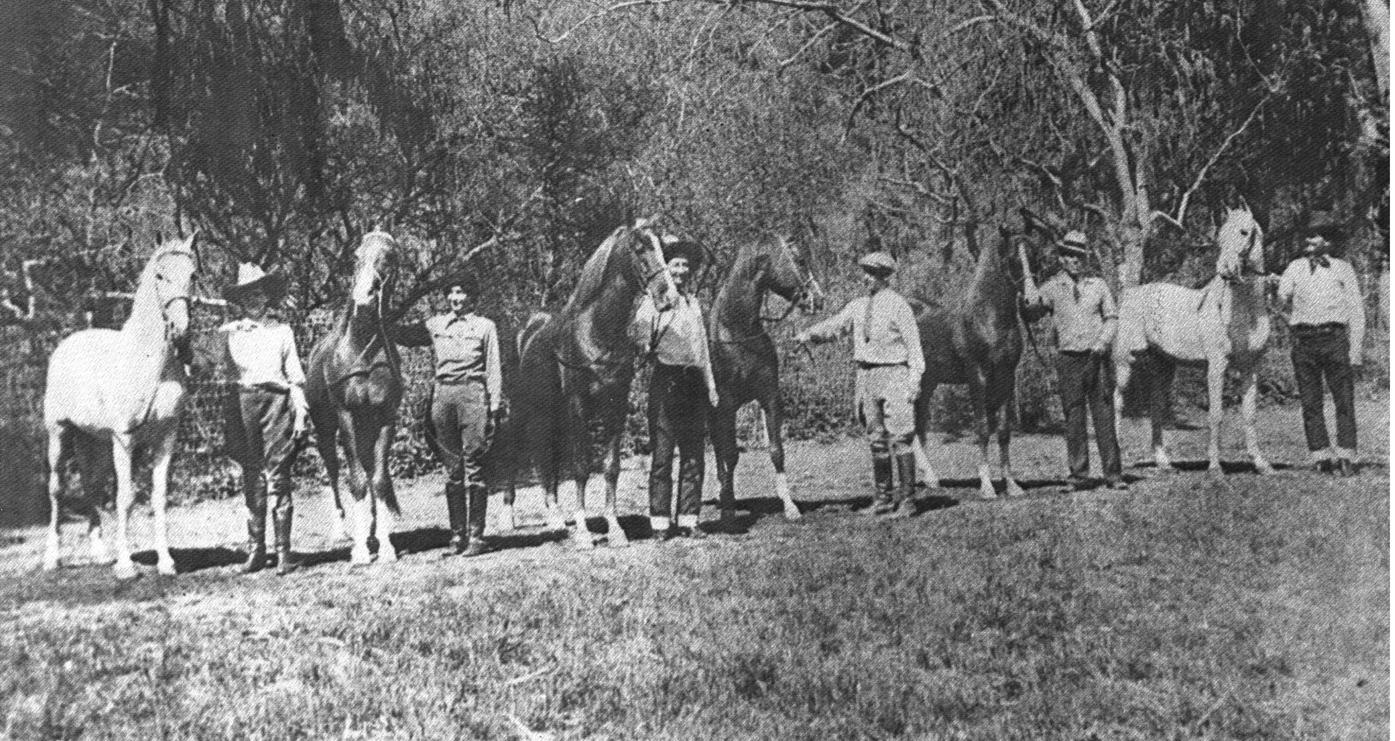 Hearst Stallions