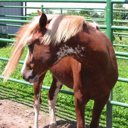 BLT Gentle Blaze Afire
